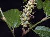 image of Fothergilla gardenii