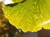 image of Ginkgo biloba