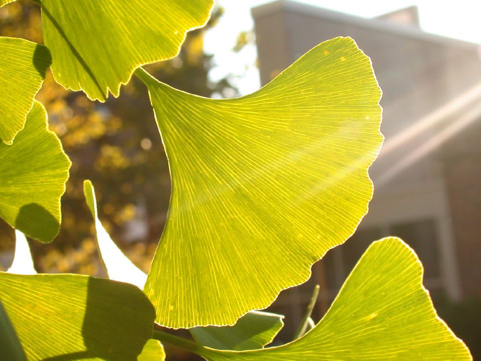 Ginkgoaceae Ginkgo biloba