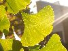 image of Ginkgo biloba