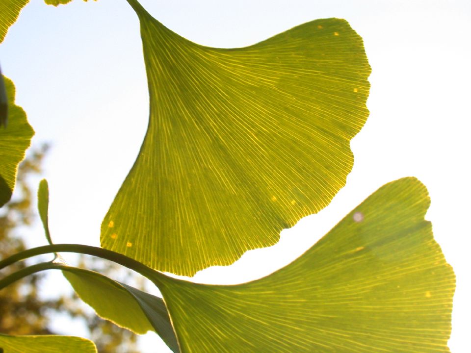 Ginkgoaceae Ginkgo biloba
