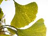image of Ginkgo biloba