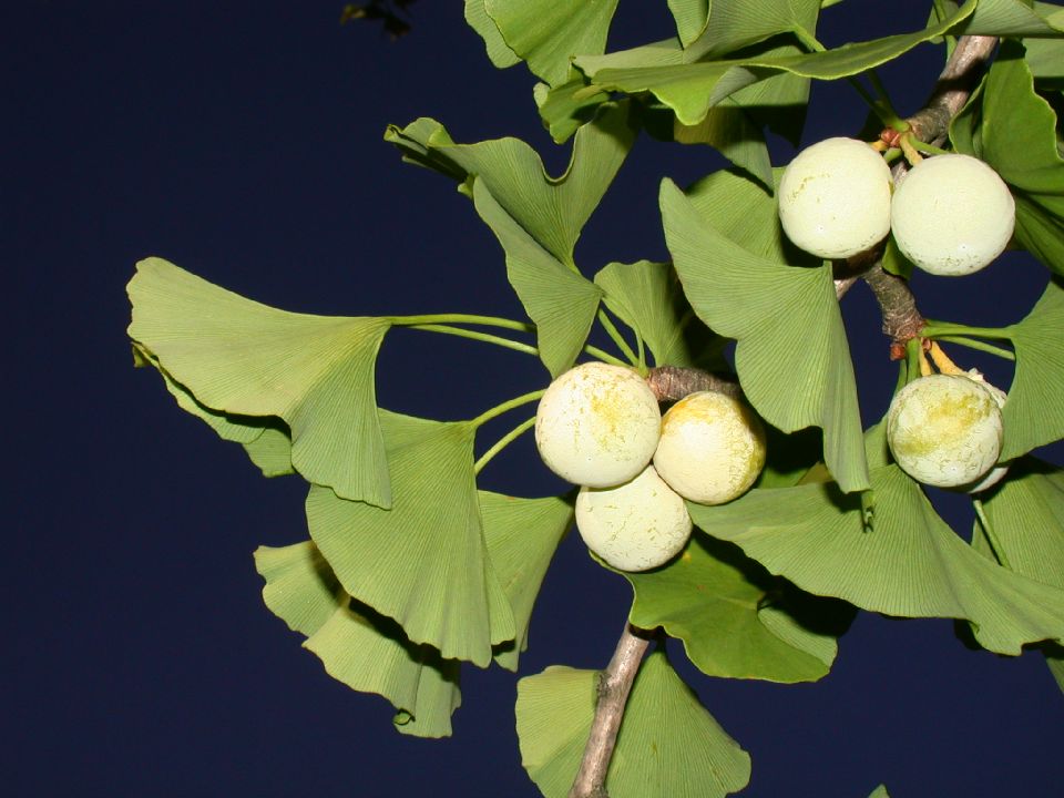 Ginkgoaceae Ginkgo biloba