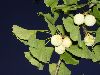 image of Ginkgo biloba