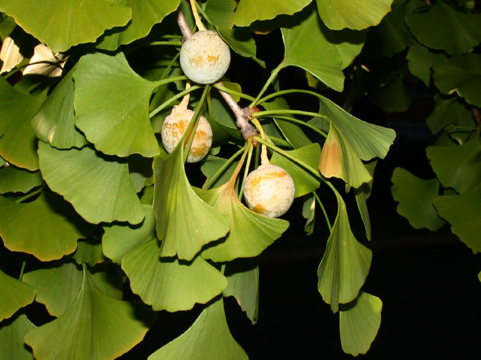 Ginkgoaceae Ginkgo biloba