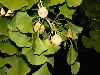 image of Ginkgo biloba
