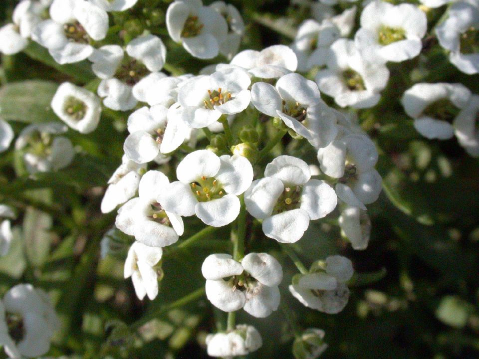 Brassicaceae Arabis 