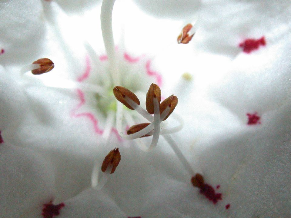 Ericaceae Kalmia latifolia