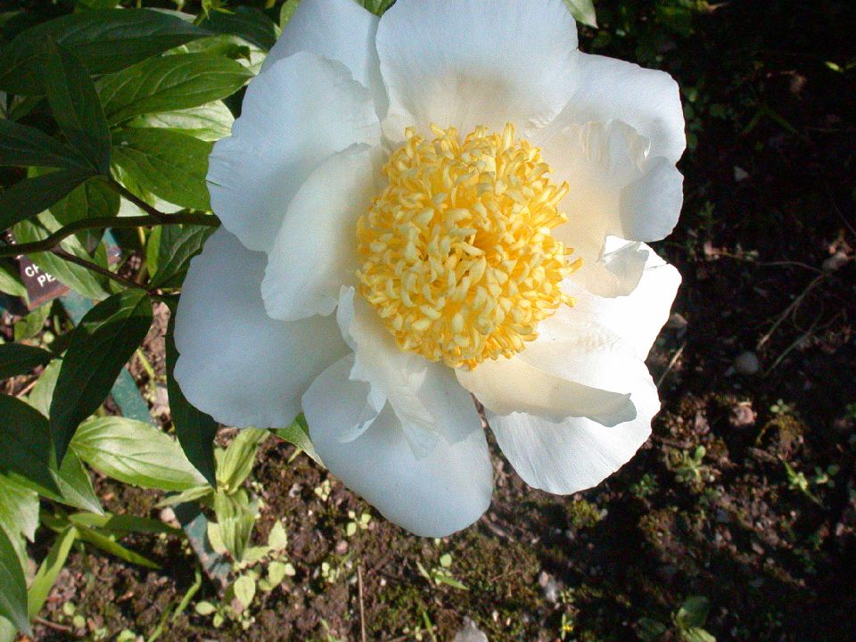 Paeoniaceae Paeonia 