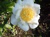 image of Paeonia 
