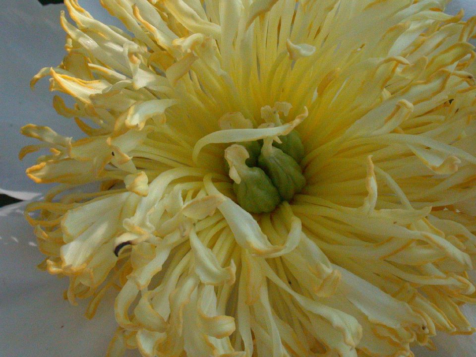 Paeoniaceae Paeonia 