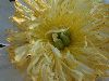 image of Paeonia 