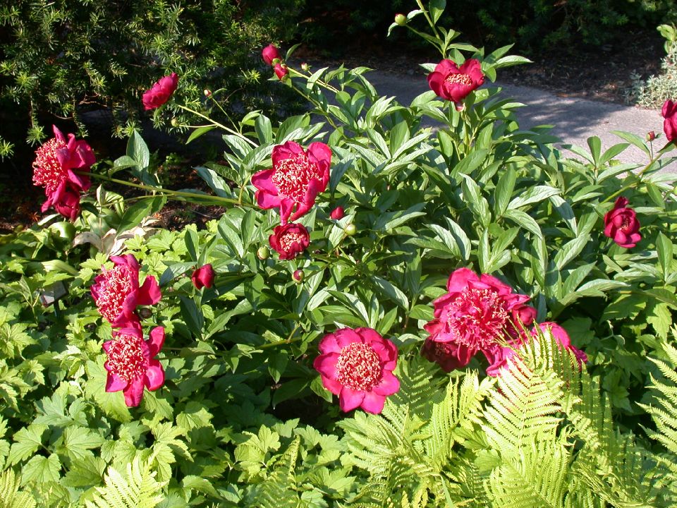 Paeoniaceae Paeonia 