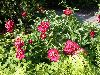 image of Paeonia 
