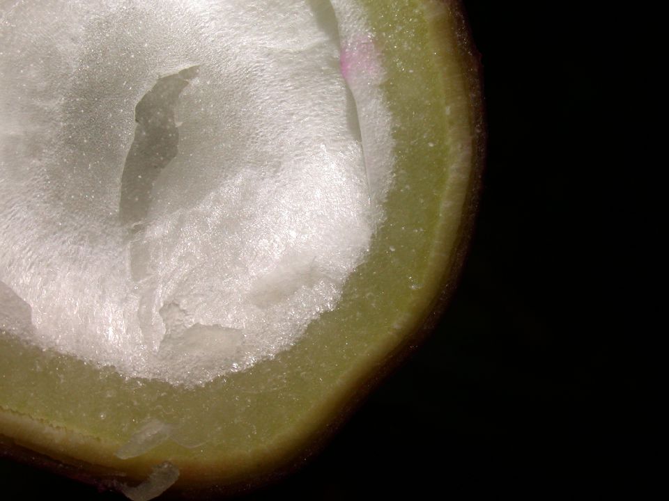 Phytolaccaceae Phytolacca americana