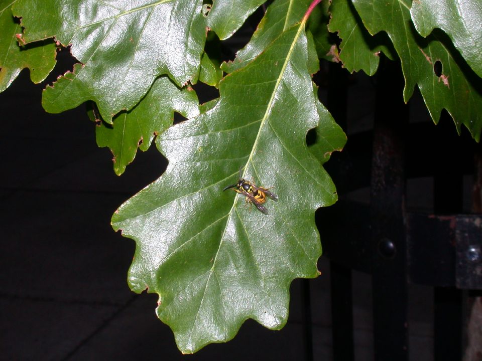Vespidae  