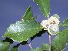 image of Quercus prinoides