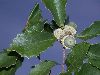 image of Quercus prinoides