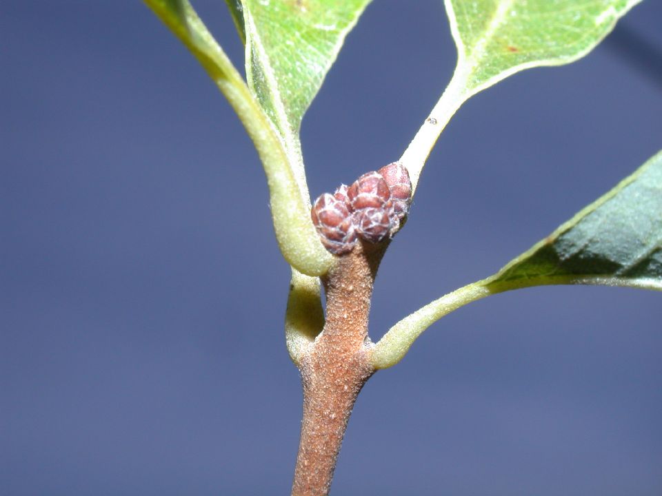 Fagaceae Quercus prinoides