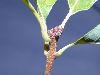 image of Quercus prinoides