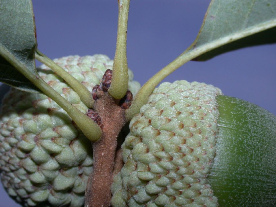 Fagaceae Quercus prinoides