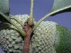 image of Quercus prinoides