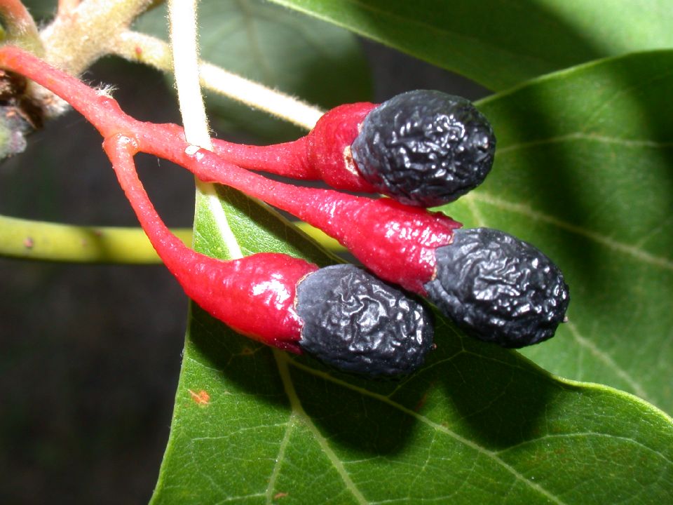 Lauraceae Sassafras albidum