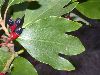 image of Sassafras albidum