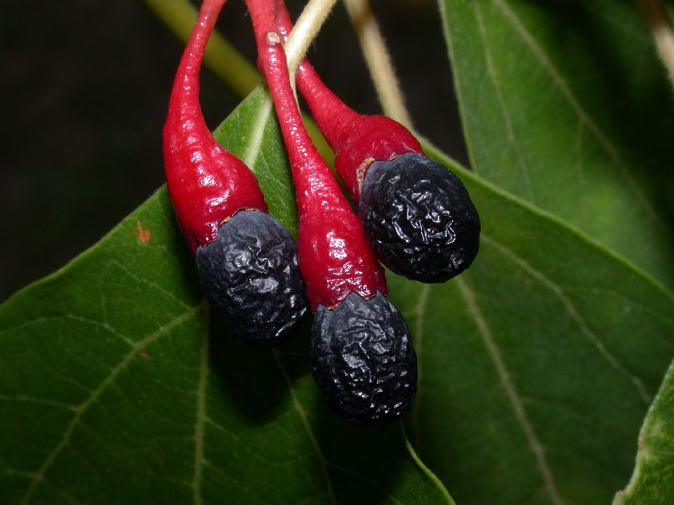 Lauraceae Sassafras albidum