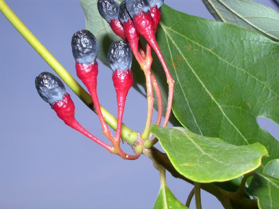 Lauraceae Sassafras albidum