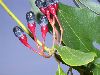image of Sassafras albidum