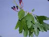 image of Sassafras albidum