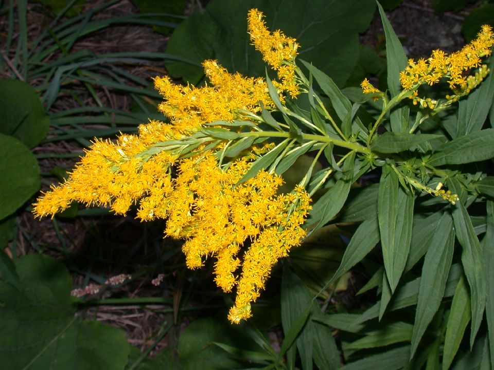 Asteraceae Solidago canadensis