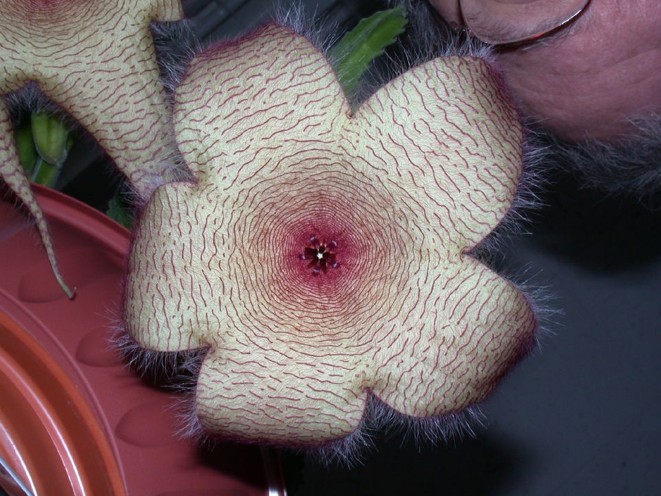 Apocynaceae Stapelia 