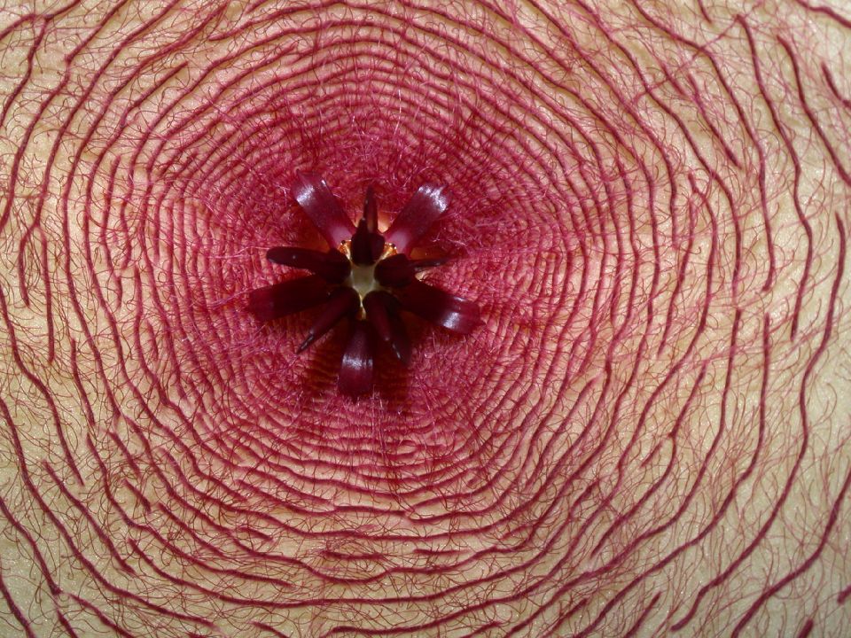Apocynaceae Stapelia 