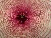 image of Stapelia 