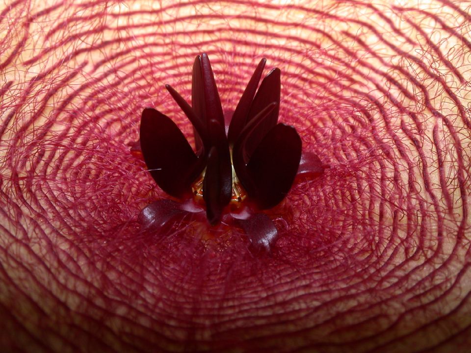Apocynaceae Stapelia 