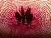 image of Stapelia 