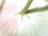image of Stapelia 
