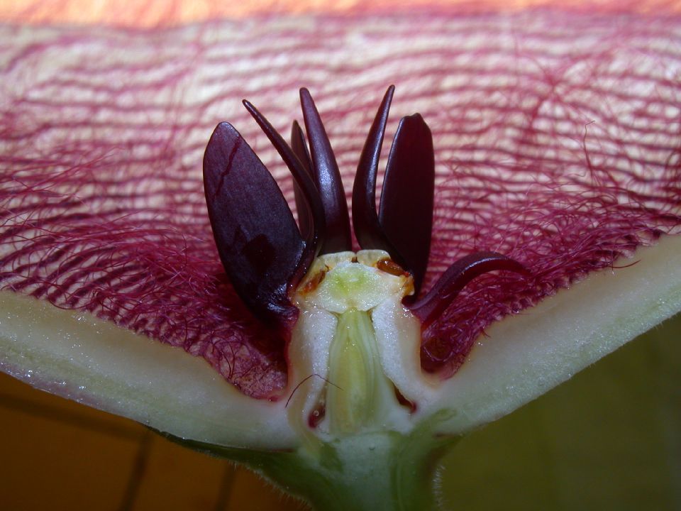 Apocynaceae Stapelia 