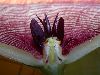 image of Stapelia 