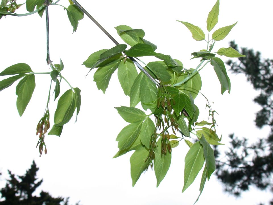 Aceraceae Acer negundo