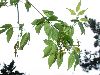 image of Acer negundo