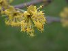 image of Cornus mas