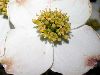 image of Cornus florida
