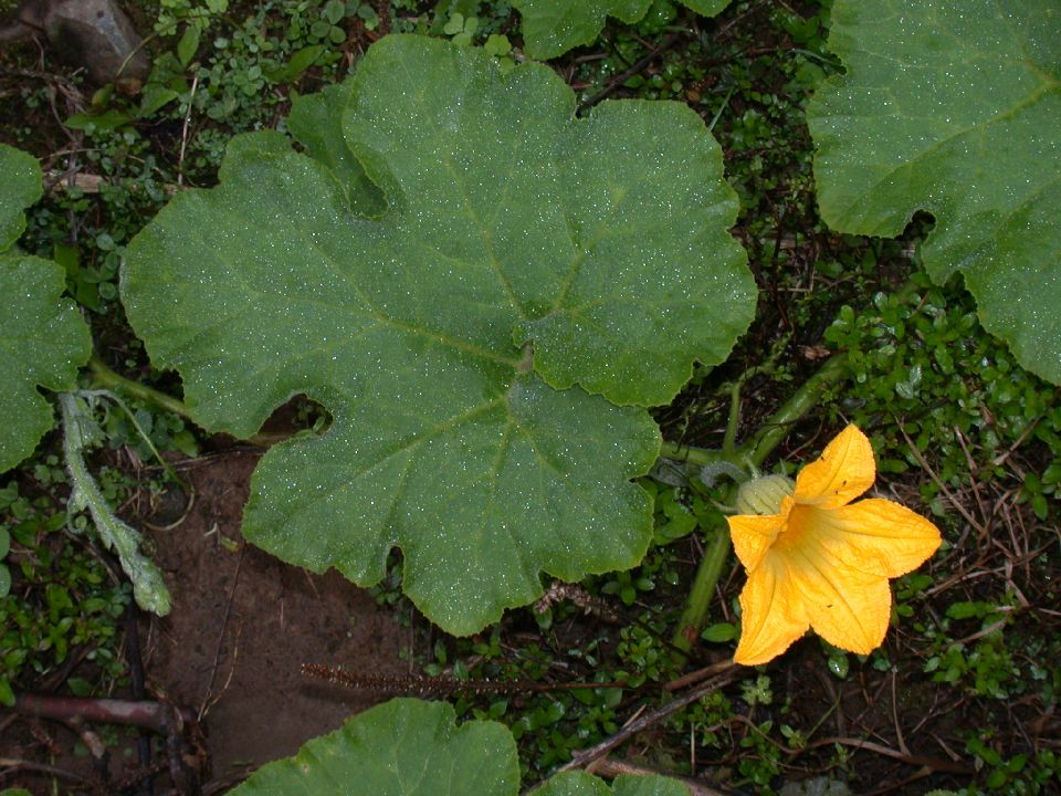 Cucurbitaceae Cucurbita 