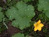 image of Cucurbita 