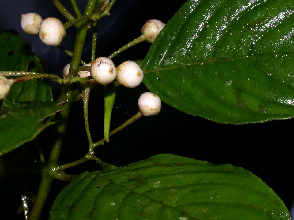 Gesneriaceae  