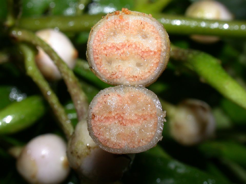 Gesneriaceae  