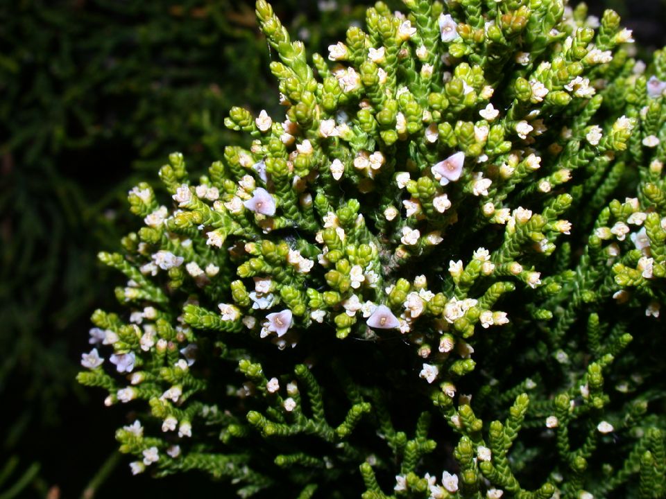 Cupressaceae Juniperus chinensis